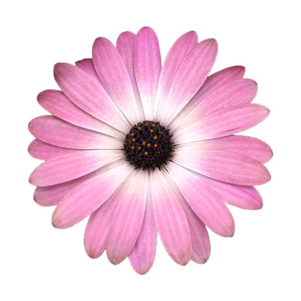 Cape Daisy® Pink Bicolor IMP