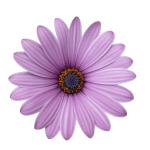 Cape Daisy® Antique Rose