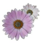 Cape Daisy® Softly Pink IMP