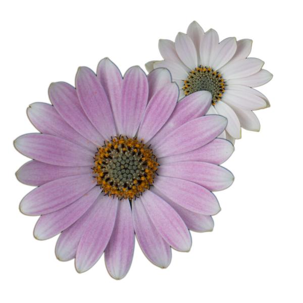 Cape Daisy® Softly Pink IMP