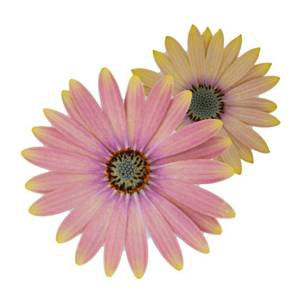 Cape Daisy® Spring Bouquet