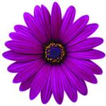 Cape Daisy® Zanzibar® Burgundy