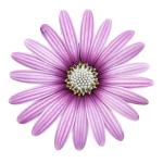 Cape Daisy® Eye Catcher Purple