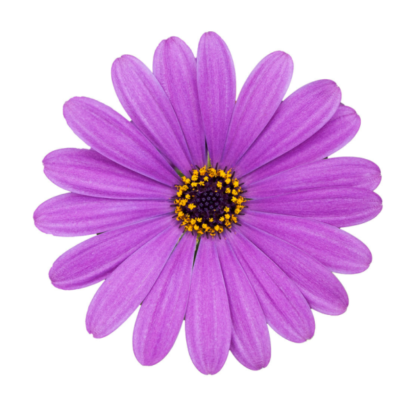 Cape Daisy® Lavender Blue