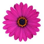 Cape Daisy® Violet