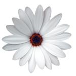Cape Daisy® White