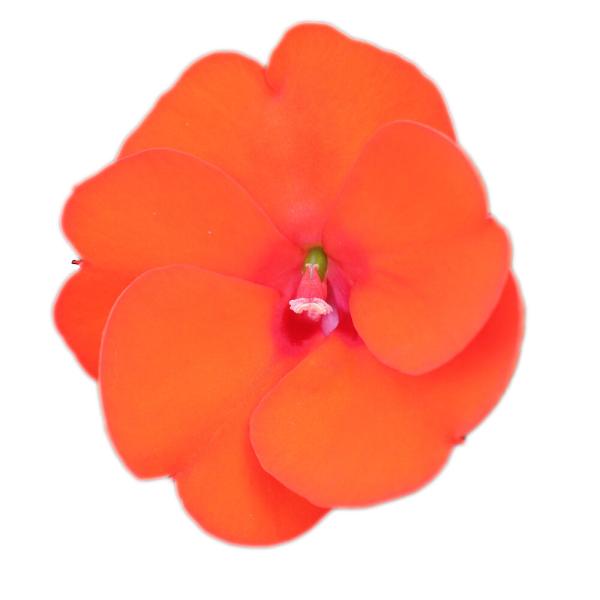 SunPatiens® Compact Electric Orange