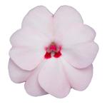 SunPatiens® Vigorous Sweetheart