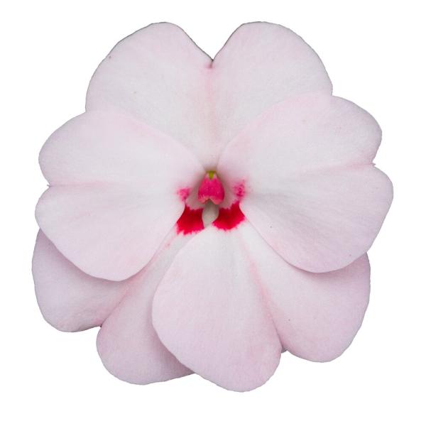 SunPatiens® Vigorous Sweetheart