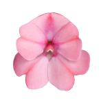 SunPatiens® Compact Blush Pink