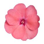 SunPatiens® Compact Coral Pink