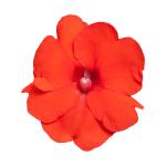 SunPatiens® Compact Hot Coral