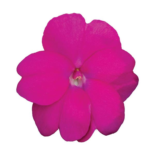 SunPatiens® Compact Hot Lilac