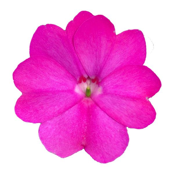 SunPatiens® Compact Lilac IMP