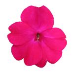 SunPatiens® Compact Magenta