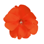 SunPatiens® Compact Orange