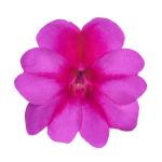 SunPatiens® Compact Purple Candy IMP