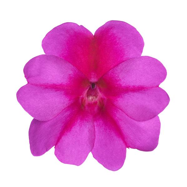 SunPatiens® Compact Purple Candy IMP