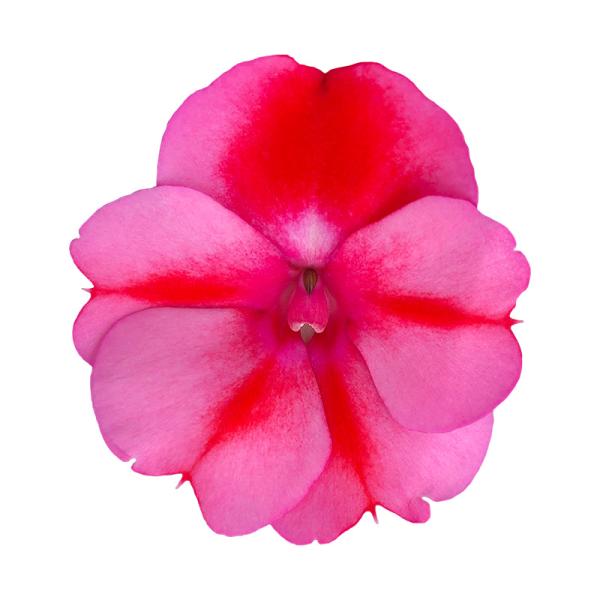 SunPatiens® Compact Red Candy