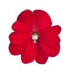 SunPatiens® Compact Scarlet Red