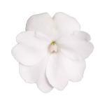 SunPatiens® Compact White