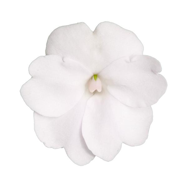 SunPatiens® Compact White
