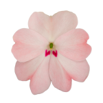SunPatiens® Patio Blush Pink