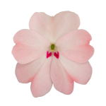SunPatiens® Patio Blush Pink
