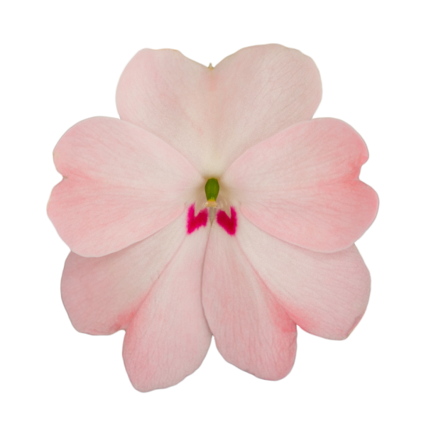 SunPatiens® Patio Blush Pink