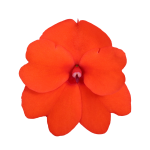 SunPatiens® Patio Orange