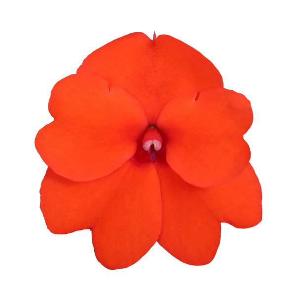 SunPatiens® Patio Orange