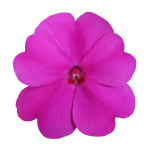 SunPatiens® Patio Purple