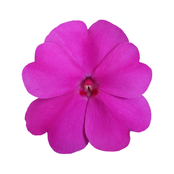 SunPatiens® Patio Purple