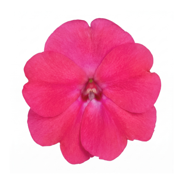 SunPatiens® Patio Rose