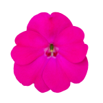 SunPatiens® Patio Rose Pink