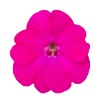 SunPatiens® Patio Rose Pink