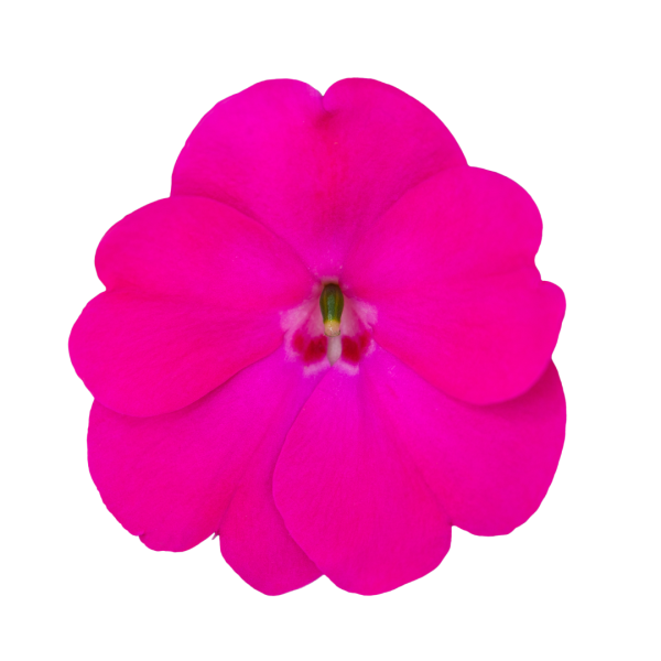 SunPatiens® Patio Rose Pink