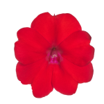 SunPatiens® Patio Scarlet