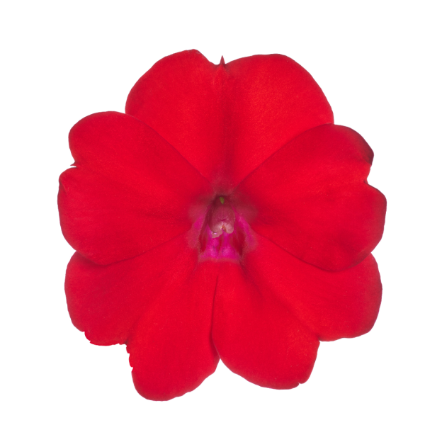 SunPatiens® Patio Scarlet