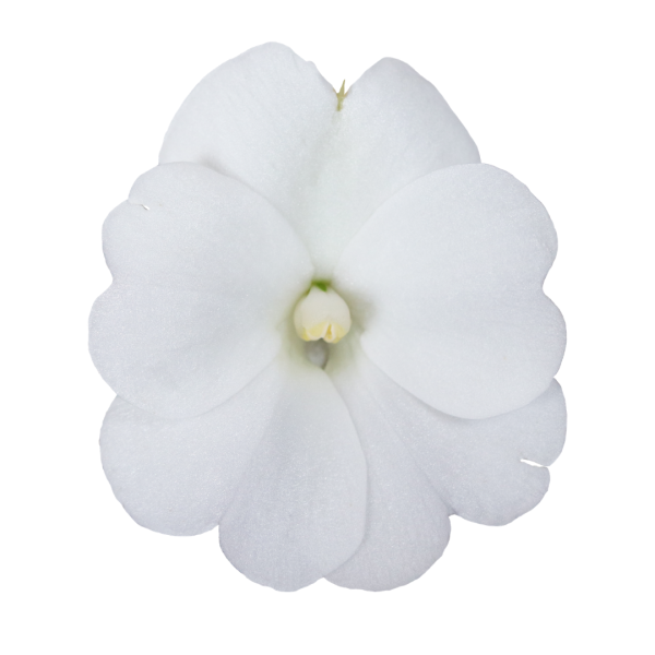 SunPatiens® Patio White
