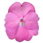 SunPatiens® Vigorous Pretty Pink