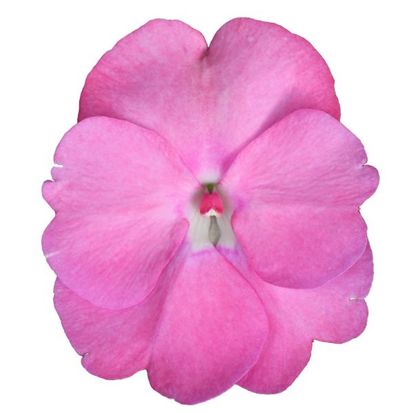 SunPatiens® Vigorous Pretty Pink