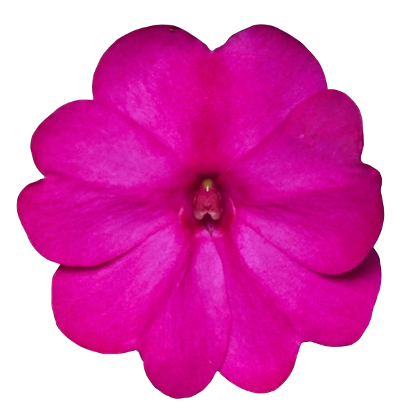 SunPatiens® Vigorous Purple