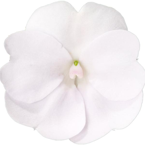 SunPatiens® Vigorous Clear White