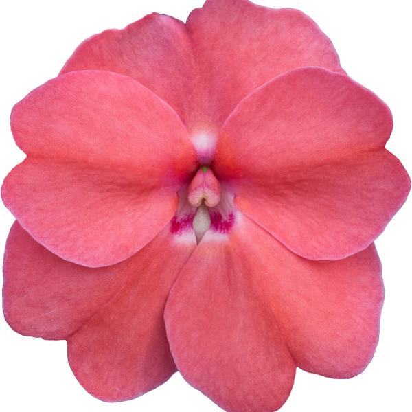 SunPatiens® Vigorous Pink Pearl