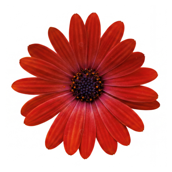 Volcano® Red