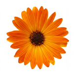 Volcano® Orange