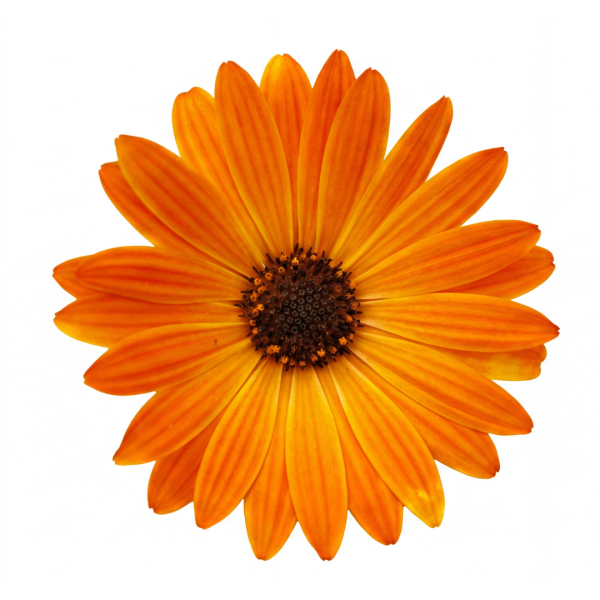 Volcano® Orange