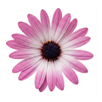 Volcano® Pink Flare