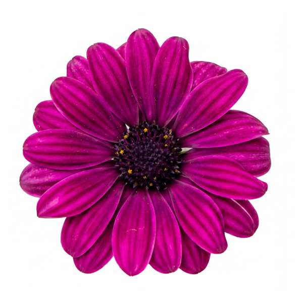 Volcano® Purple